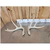 Image 6 : 3 Sets Of Whitetail Shed Antlers