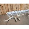 Image 7 : 3 Sets Of Whitetail Shed Antlers