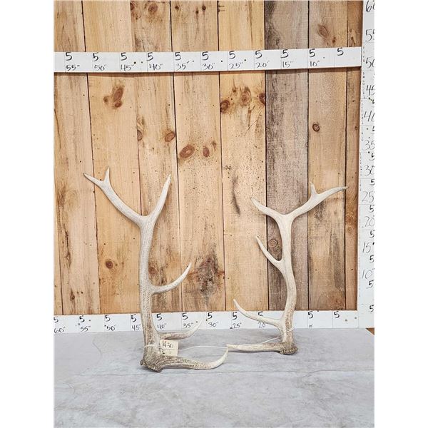 Set Of 6x6 Elk Shed Antlers