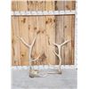 Image 1 : Set Of 6x6 Elk Shed Antlers