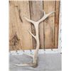 Image 2 : Set Of 6x6 Elk Shed Antlers