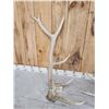 Image 3 : Set Of 6x6 Elk Shed Antlers