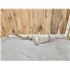 Image 5 : Set Of 6x6 Elk Shed Antlers