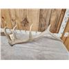 Image 6 : Set Of 6x6 Elk Shed Antlers