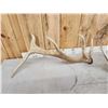 Image 7 : Set Of 6x6 Elk Shed Antlers