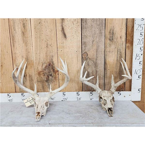 2 Sets Of Whitetail Antlers On Skull