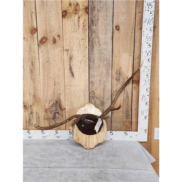 Freak Nontypical Elk Antlers On Plaque