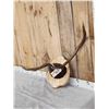 Image 2 : Freak Nontypical Elk Antlers On Plaque
