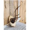 Image 3 : Freak Nontypical Elk Antlers On Plaque