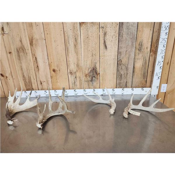 9 Lbs Of Whitetail Shed Antlers