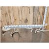 Image 1 : 9 Lbs Of Whitetail Shed Antlers