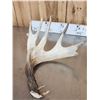 Image 2 : 9 Lbs Of Whitetail Shed Antlers