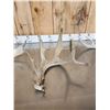Image 4 : 9 Lbs Of Whitetail Shed Antlers