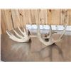 Image 6 : 9 Lbs Of Whitetail Shed Antlers
