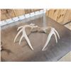 Image 7 : 9 Lbs Of Whitetail Shed Antlers