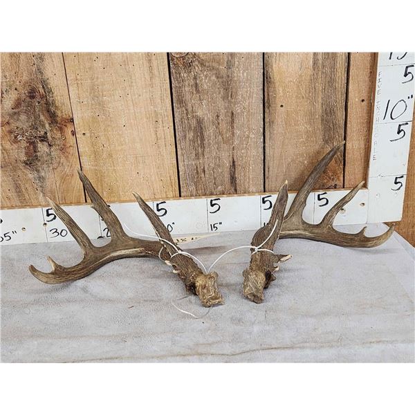 5x5 Whitetail Antlers On Split Skull Plate