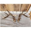 Image 2 : 5x5 Whitetail Antlers On Split Skull Plate