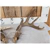 Image 3 : 5x5 Whitetail Antlers On Split Skull Plate