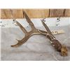 Image 4 : 5x5 Whitetail Antlers On Split Skull Plate