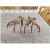 Image 5 : 5x5 Whitetail Antlers On Split Skull Plate