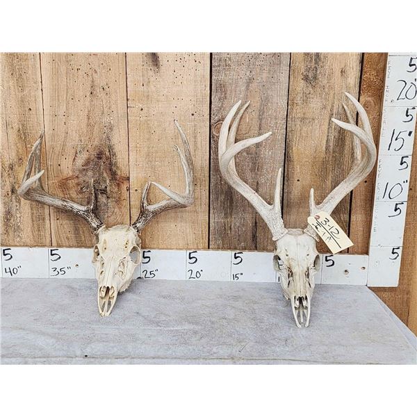 2 Sets Of Whitetail Antlers On Skull