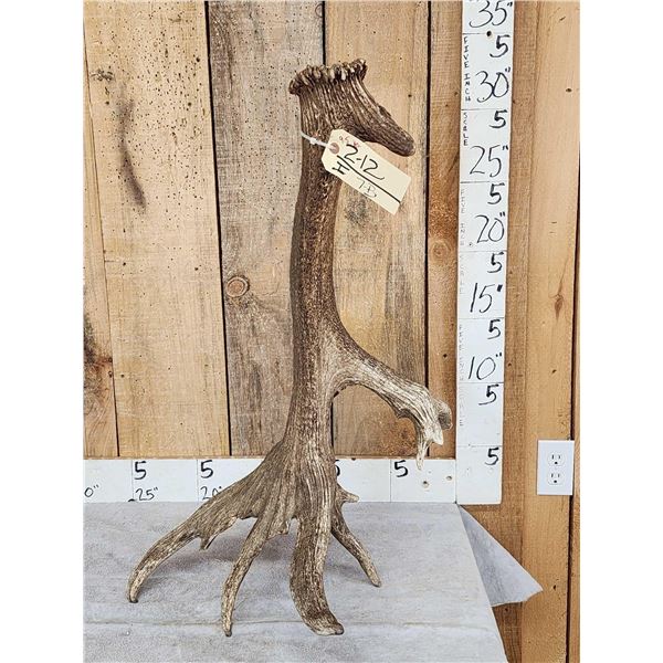 Gnarly Nontypical 9.5 Lbs Self Standing Elk Shed Antler