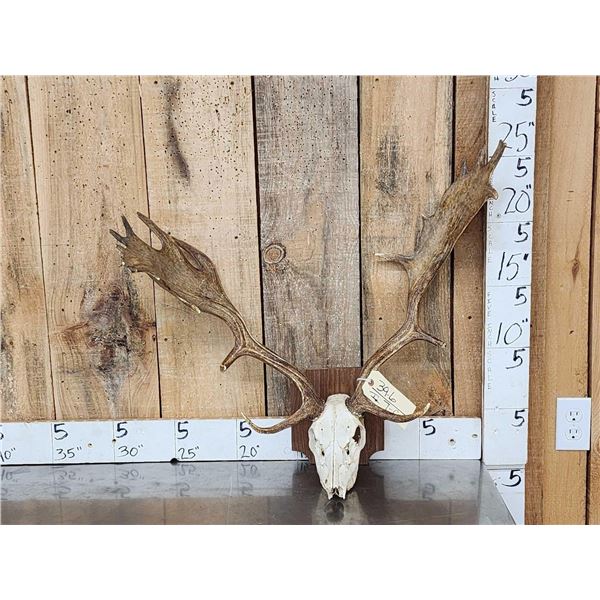 Fallow Deer Antlers On Skull