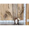 Image 1 : Fallow Deer Antlers On Skull