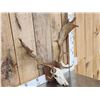 Image 3 : Fallow Deer Antlers On Skull