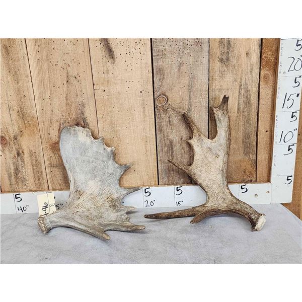 7.6 Lbs Of Moose Antler