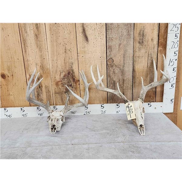2 Sets Of Whitetail Antlers On Skull