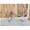 Image 1 : 2 Sets Of Whitetail Antlers On Skull
