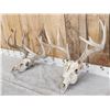 Image 2 : 2 Sets Of Whitetail Antlers On Skull