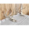 Image 3 : 2 Sets Of Whitetail Antlers On Skull