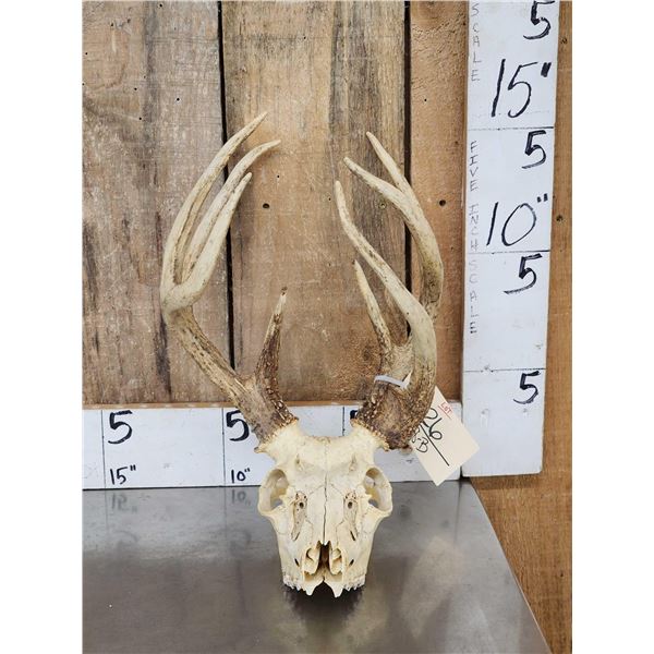 Double Main Beam Whitetail Antlers On Skull