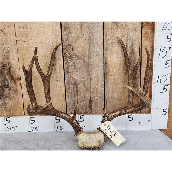 6x7 Mule Deer Antlers On Skull Plate