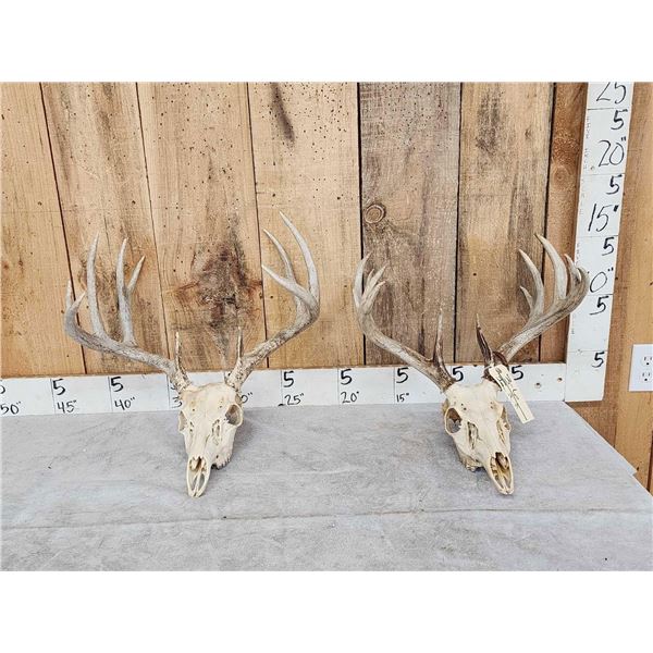 2 Sets Of Whitetail Antlers On Skull