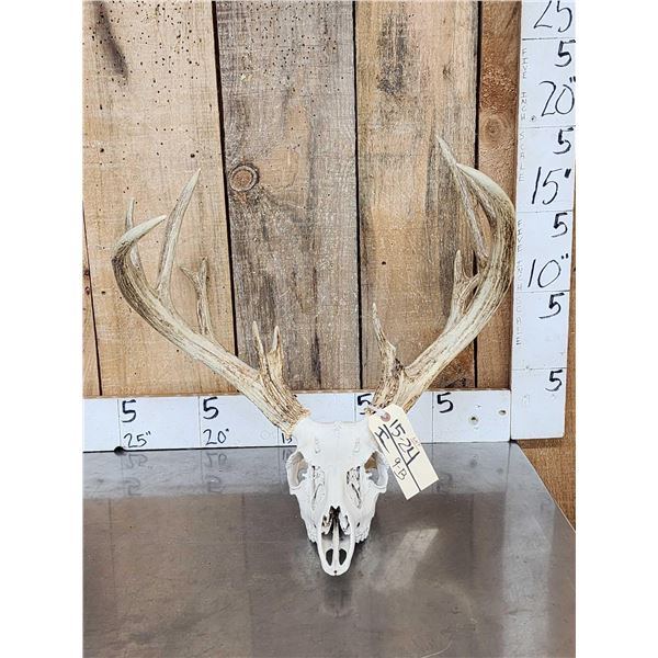Main Frame 5x5 Whitetail Antlers On Skull