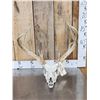 Image 1 : Main Frame 5x5 Whitetail Antlers On Skull
