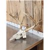Image 2 : Main Frame 5x5 Whitetail Antlers On Skull