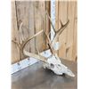 Image 3 : Main Frame 5x5 Whitetail Antlers On Skull
