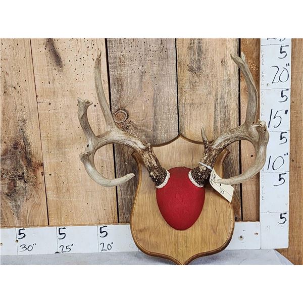 4x5 Whitetail Antlers On Plaque