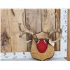 Image 1 : 4x5 Whitetail Antlers On Plaque