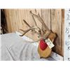 Image 2 : 4x5 Whitetail Antlers On Plaque