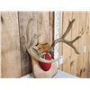 Image 3 : 4x5 Whitetail Antlers On Plaque