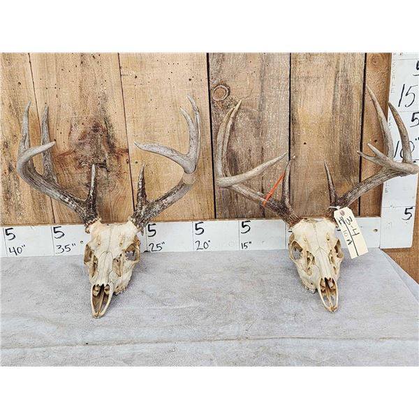2 Sets Of Whitetail Antlers On Skull