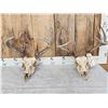 Image 1 : 2 Sets Of Whitetail Antlers On Skull