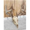 Image 2 : 2 Sets Of Whitetail Antlers On Skull