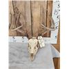 Image 3 : 2 Sets Of Whitetail Antlers On Skull