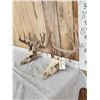 Image 4 : 2 Sets Of Whitetail Antlers On Skull